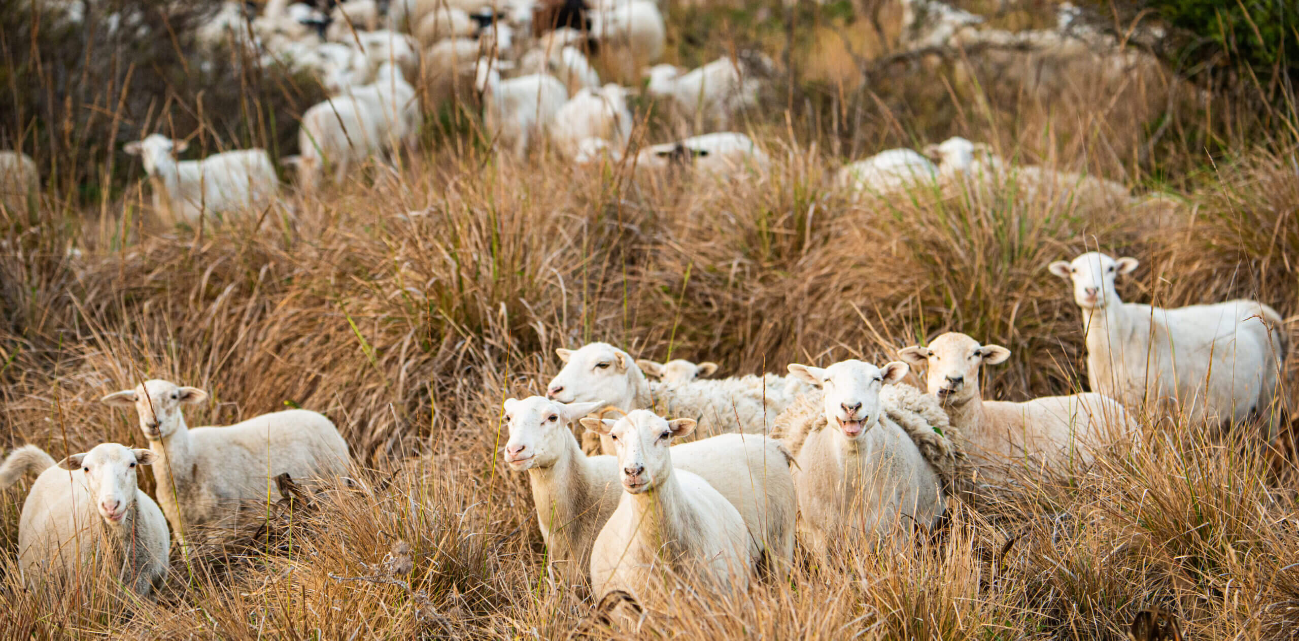 Hillside: Caplan sheep
