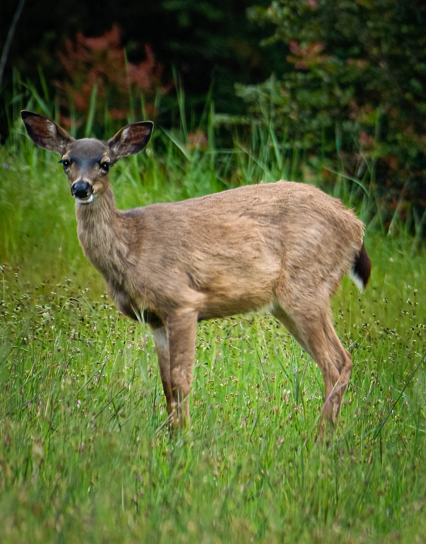 Sea Ridge deer in meadow