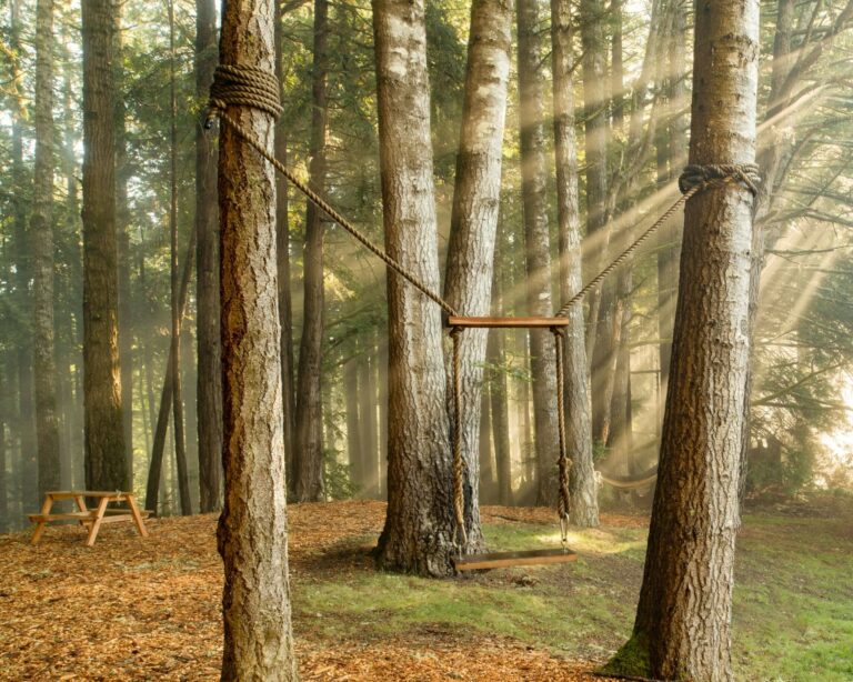 Paradiso - outdoor rope swing hanging from trees in thick forest with sunlight streaming