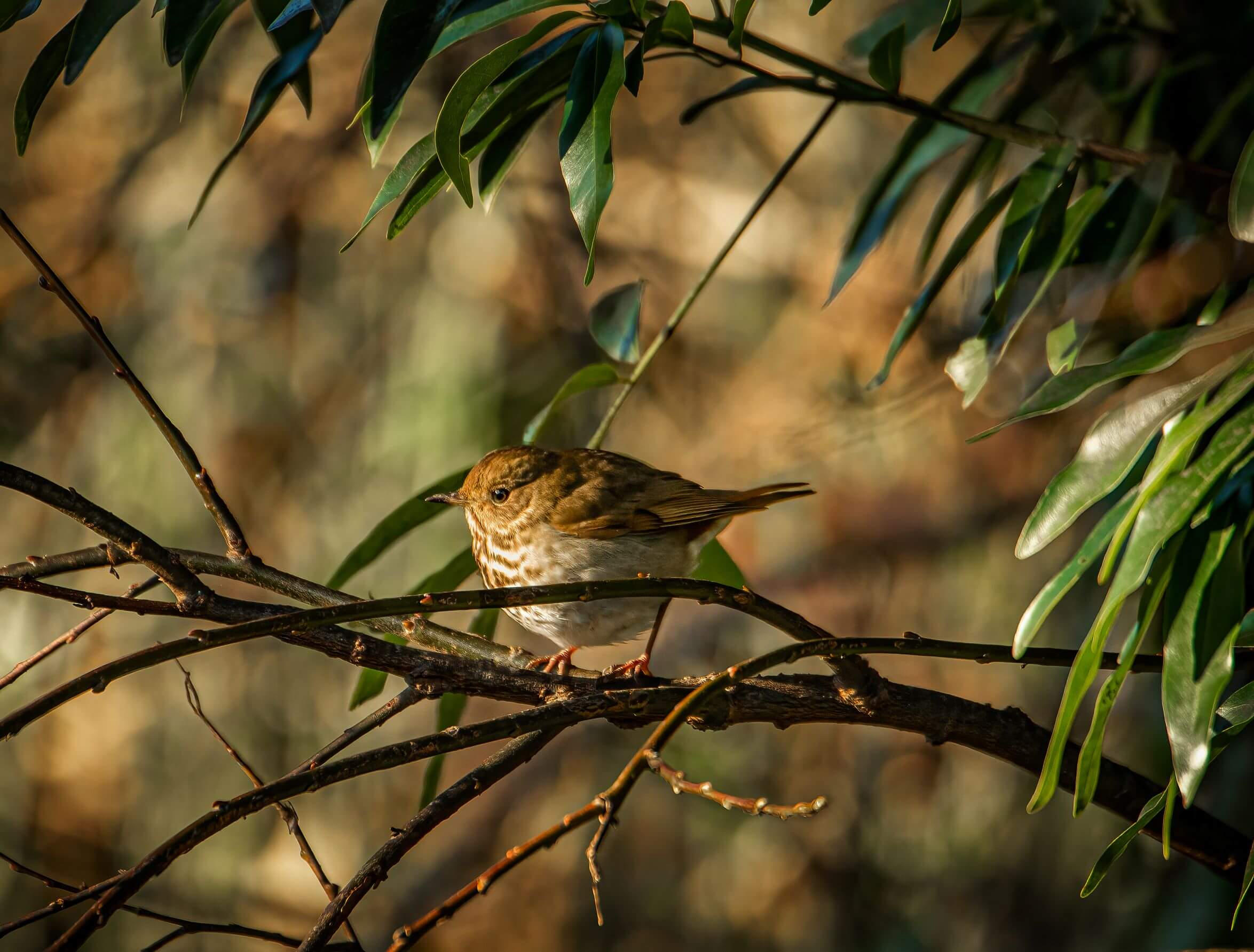 Seaview : close up of small brown and white finch on a branch